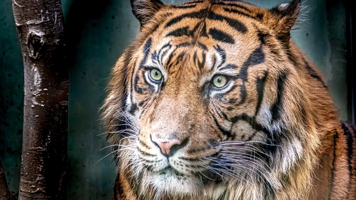 Fine art portrait of a tiger