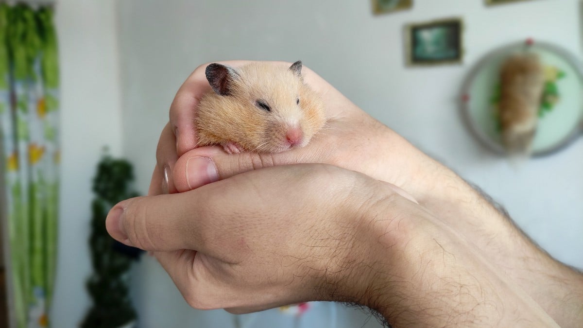 Syrian hamster sits on hand of the owner