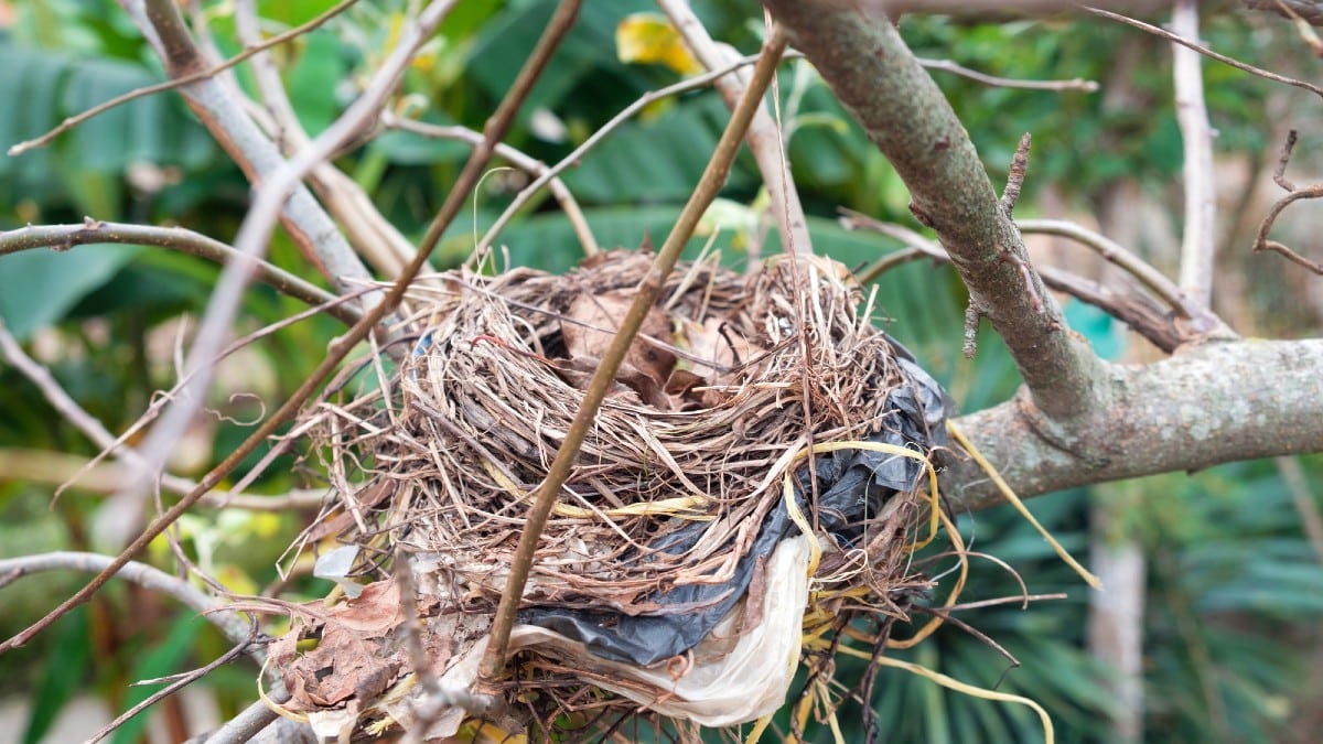 Birds nest on a tree between branches, selective focus