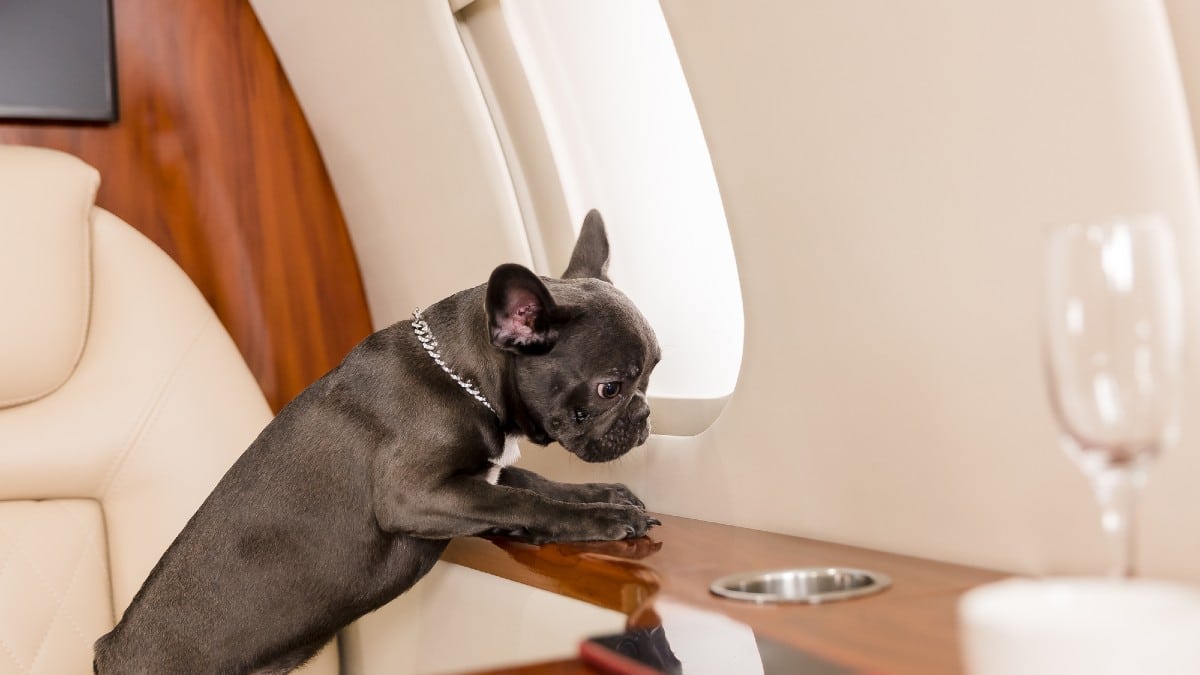 Dog at the plane.
