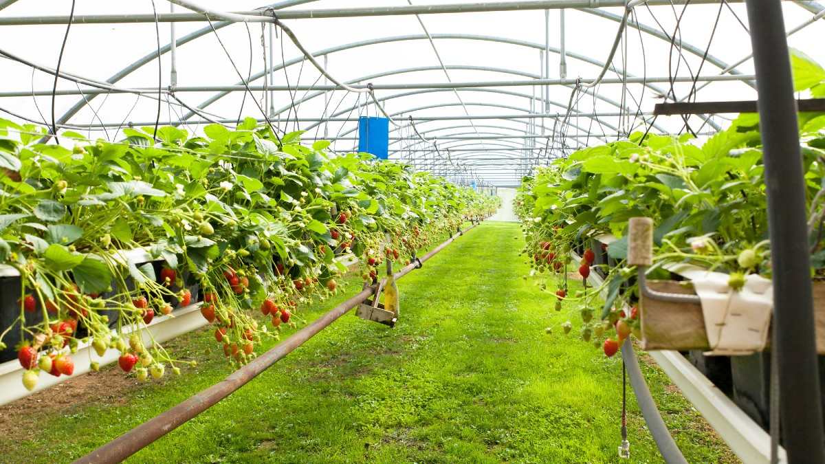 Culture in a greenhouse strawberries